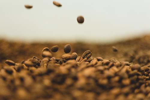 lux* south ari atoll bunch of coffee beans maldives